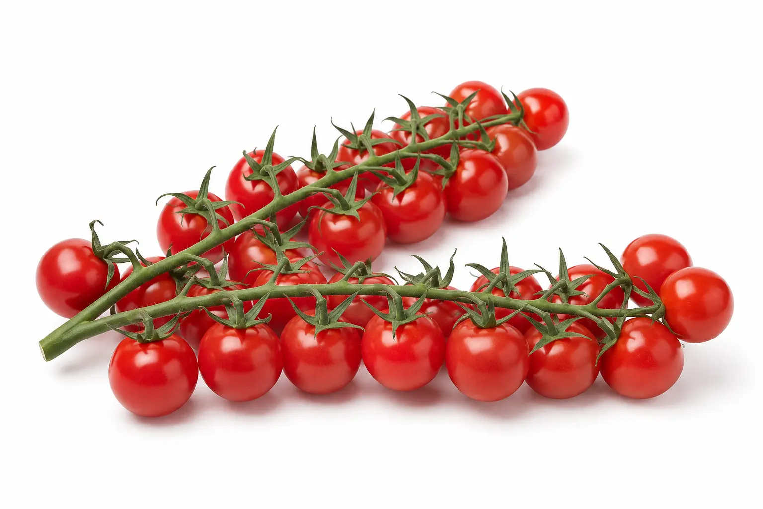 Variedad 12505 Tomate Cherry rama