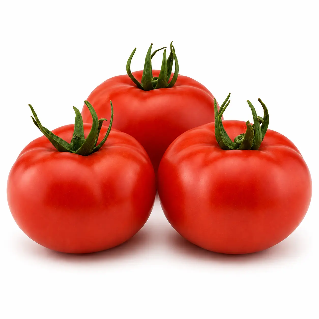 Variedad 12515 de Tailor Seeds