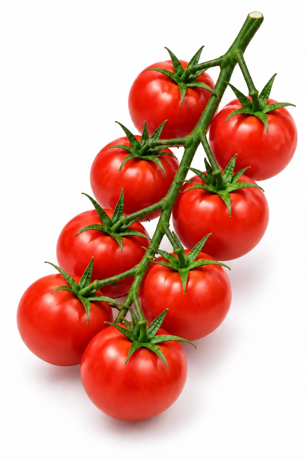 Variedad 12518 de Tailor Seeds